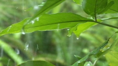 Vùng xoáy thấp gây mưa dông ở các tỉnh Bắc Bộ