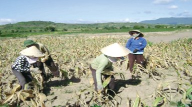  Đắk Lắk: Trên 25.000 ha cây trồng bị khô hạn 