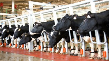 Bà chủ thương hiệu sữa TH True Milk: "Tôi không có đối thủ !"