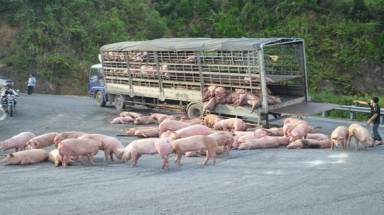  Hàng trăm con lợn "đại náo" đèo Hải Vân