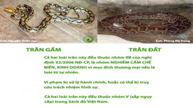  Sự thật về con trăn gấm bắt được ở Sóc Trăng