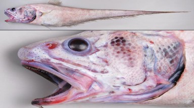  Những loài cá "kỳ dị" ở New Zealand