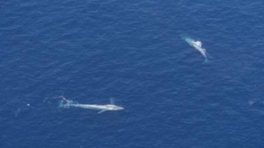  Phát hiện đàn cá voi xanh lớn nhất thế giới