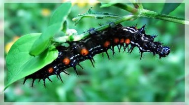  Những con vật nhìn là rùng mình