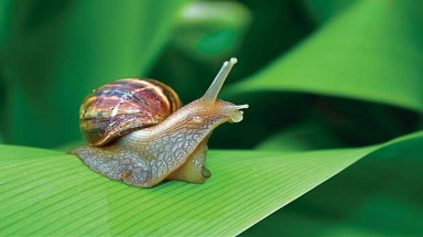  Ăn ốc sên bổ sung chất nhờn cho khớp?