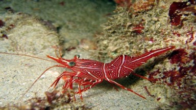  Phát hiện ký sinh trùng gây chuyển đổi giới tính