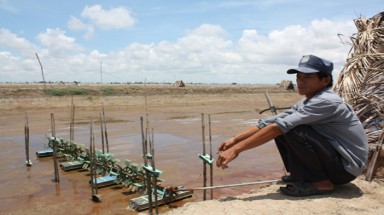 Tôm lấp vụ chết trắng đồng