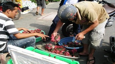  Tôm hùm, cá mú "xịn" vỉa hè giá siêu rẻ