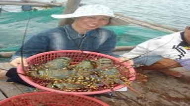  Bình Định: Giá tôm hùm giảm hơn nửa