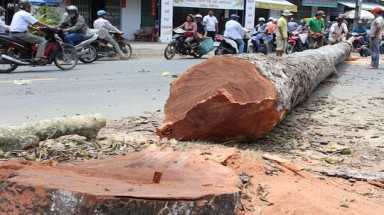 Trà Vinh: Đốn hạ hàng loạt cây dầu trên 100 năm tuổi vì mất an toàn giao thông?