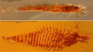  Phát hiện côn trùng 230 triệu năm trước