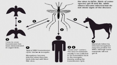  Báo động virus West Nile lây lan nguy hiểm