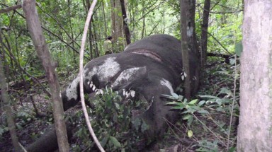  Voi chết có thể được giữ lại làm tiêu bản