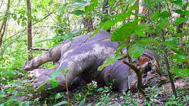  Khẩn cấp lên kế hoạch bảo vệ voi