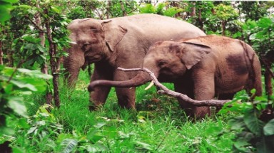  Thú hoang và những dự án bảo tồn vẽ đường cho… săn trộm