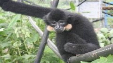 Cứu hộ thành công cá thể vượn đen má vàng