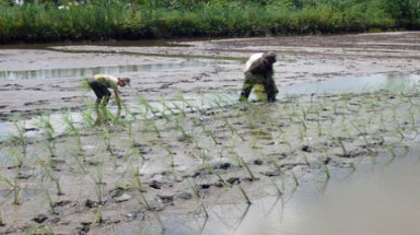 Bạc Liêu mở rộng diện tích trồng lúa trên đất nuôi tôm