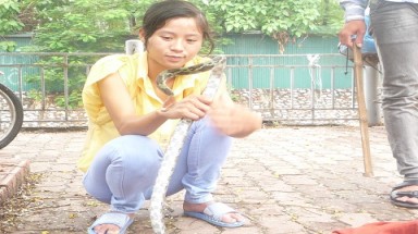  Công khai bán rắn trên vỉa hè thủ đô