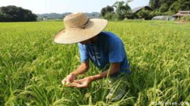 Nhật Bản phát hiện gạo bị nhiễm xạ