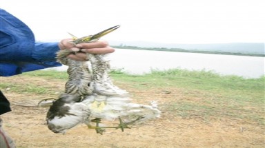 Tận diệt cò ở Hà Tĩnh