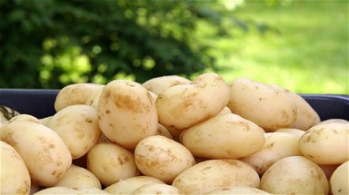 Những thực phẩm dễ gây ngộ độc khi ăn cả vỏ