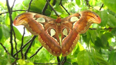 Bướm khổng lồ lộng lẫy 