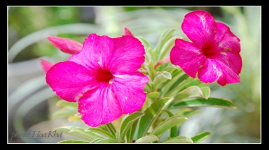 Bộ ảnh "độc đáo" về hoa sứ