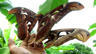 Vòng đời của bướm khế khổng lồ 