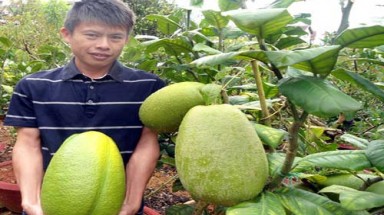 Quả chanh nặng 3,5 ký