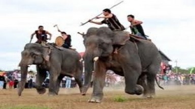 Đắk Lắk đầu tư 60 tỷ đồng quản lý, bảo tồn đàn voi