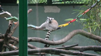   Ngắm vượn cáo quý hiếm giữa Sài Gòn