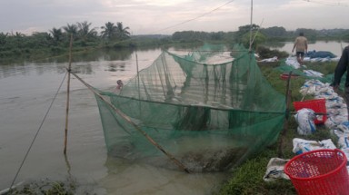  Thủy điện xả lũ, dân mất trắng hàng trăm tấn thủy sản