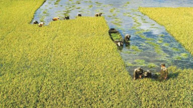 Ảnh đẹp đời thường qua ống kính Nguyễn Hữu Tuấn