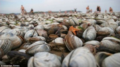 Sau siêu bão, bãi biển Nga ngập tràn cua, sò