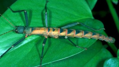  "Que di động” bí ẩn tại Đông Nam Á