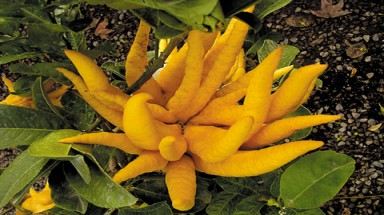 Ăn phật thủ chữa bệnh động kinh?