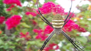  Nhện mặt người xuất hiện ở Bình Dương