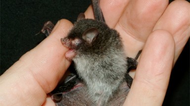   Loài dơi mới được phát hiện ở Việt Nam