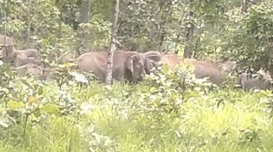  Voi xuất hiện nhiều bất thường