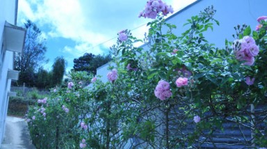  Đà Lạt “trang điểm” phố bằnghoa  tường vi