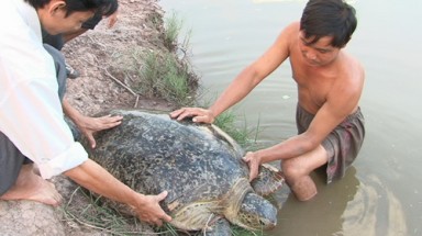  Thả con vích nặng hơn 50 kg về biển