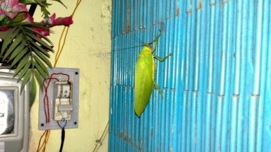  Phát hiện cào cào khổng lồ ở Sóc Trăng