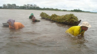 Lũ đồng bằng sông Cửu Long lớn nhất trong 8 năm qua
