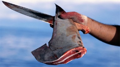  Chiến dịch bảo vệ cá mập