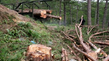 Phát hiện vụ trộm thông táo tợn trên đèo Prenn - Đà Lạt