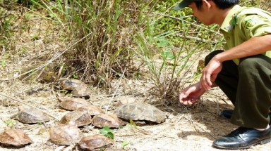  Khánh Hòa: thả động vật hoang dã về rừng