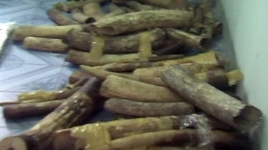  Bắt hơn 2OO kg ngà voi