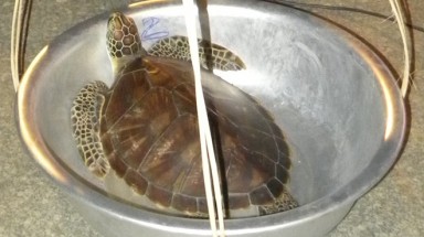 Quảng Nam:  Đặt tên 10 hòn đảo ở Cù Lao Chàm cho rùa biển