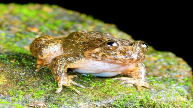  Phát hiện 12 loài ếch mới ở Ấn Độ