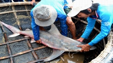  Bắt được 7 con cá mập gần bờ biển Quy Nhơn